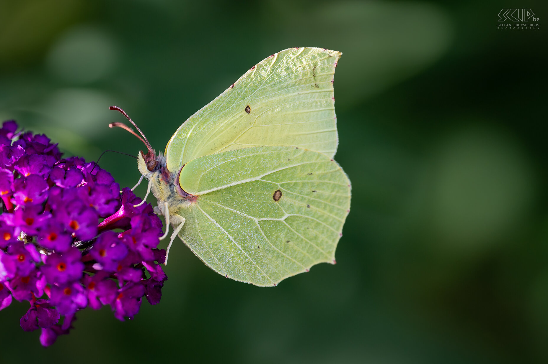 Vlinders - Citroenvlinder Citroenvlinder / Brimstone / Gonepteryx rhamni Stefan Cruysberghs